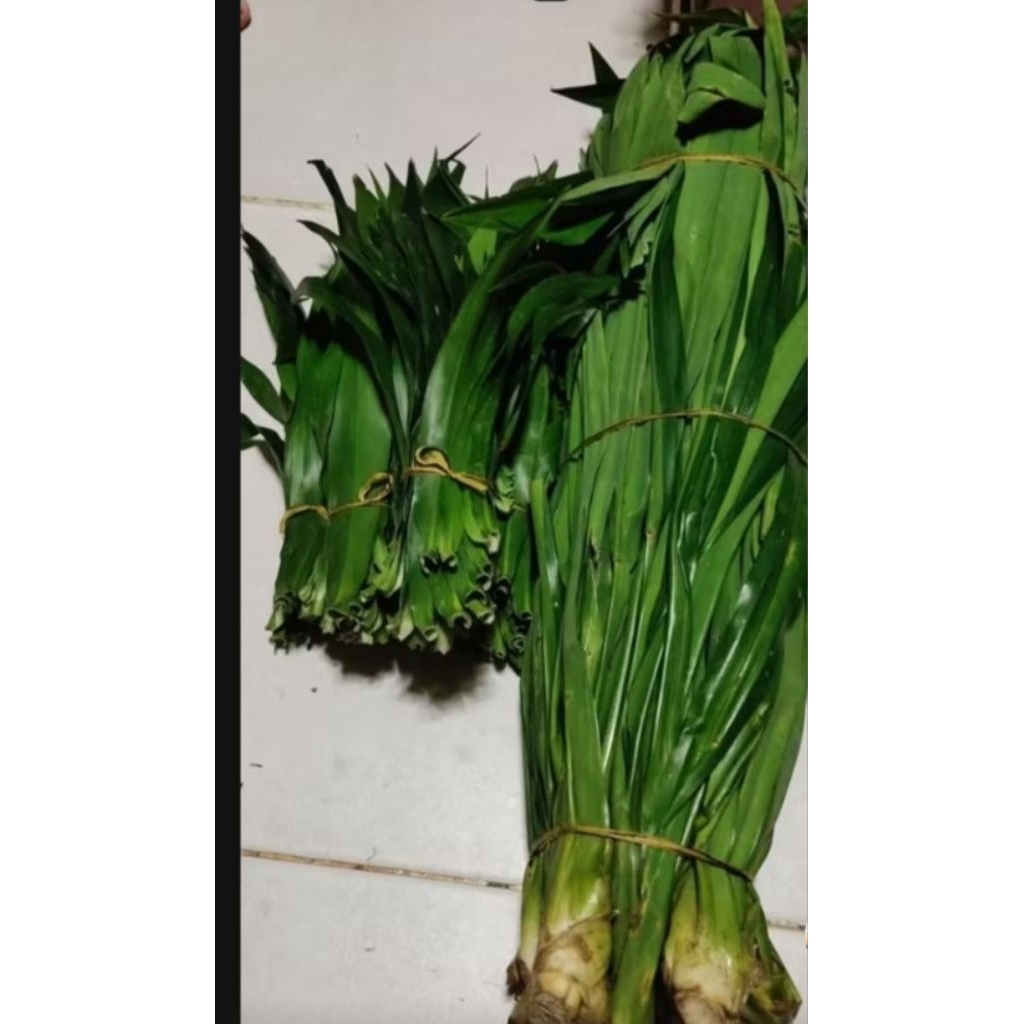 Daun pandan segar 1 kg