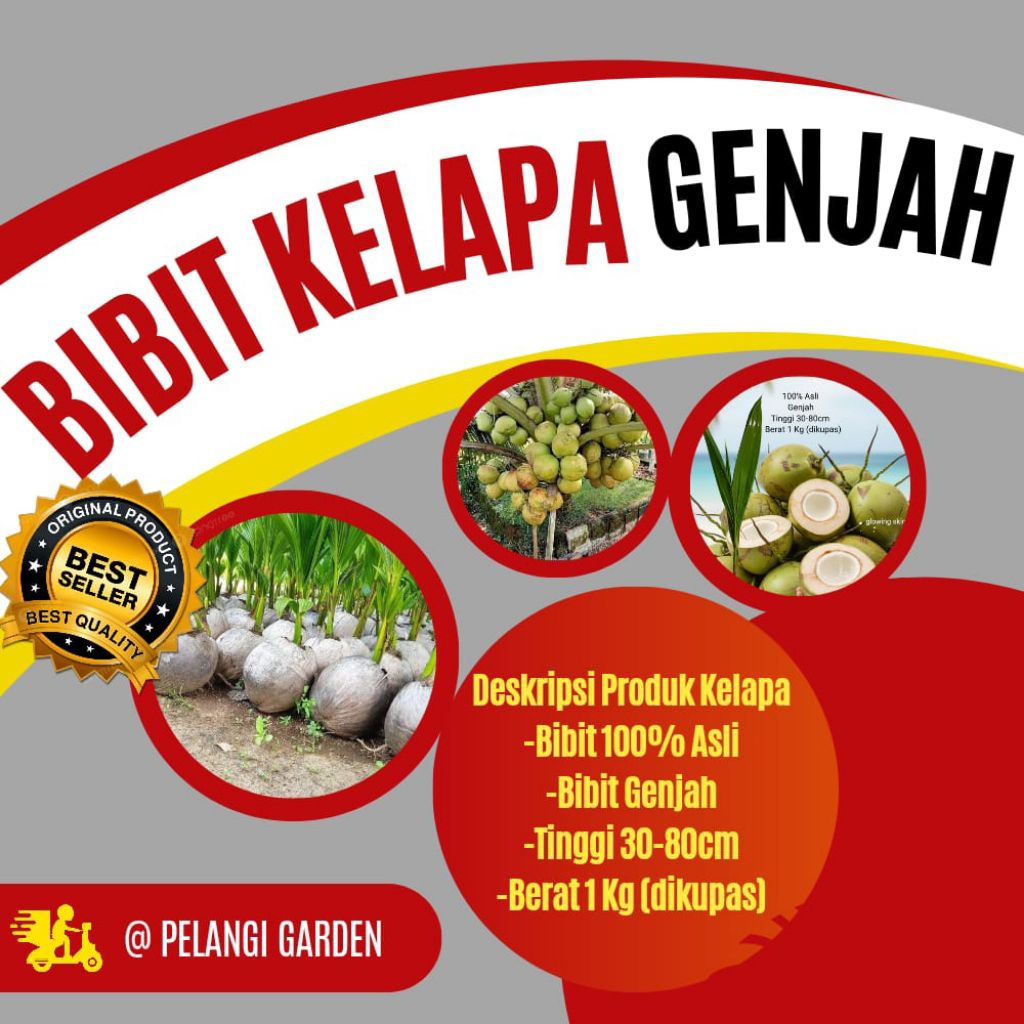 HARGA PETANI  Bibit Kelapa Pendek Entok, Bibit Kelapa Pendek Entok Genjah, Bibit Kelapa Pendek Entok