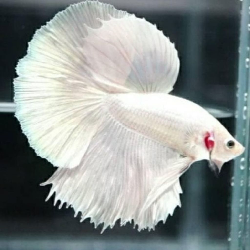 Cupang Halfmoon withe platinum garansi