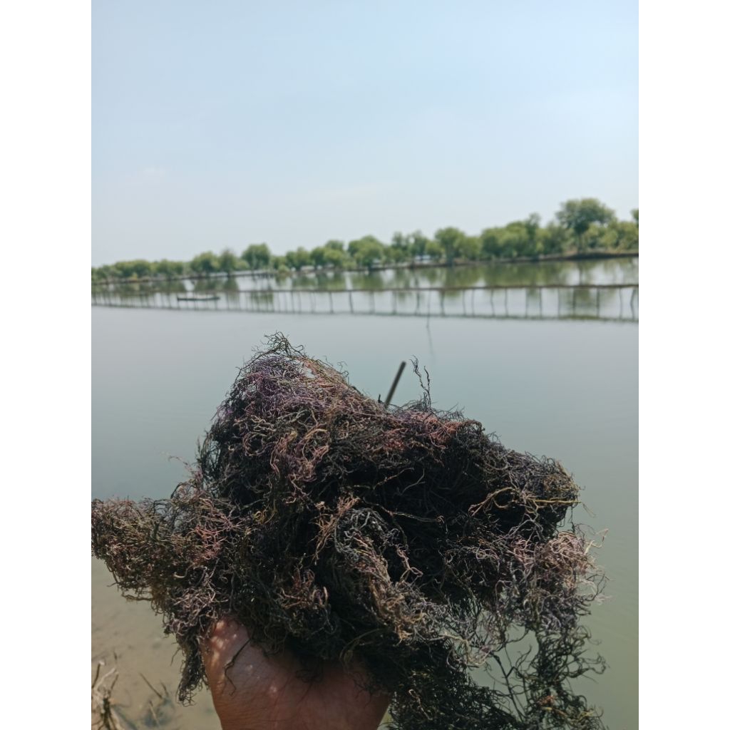 Rumput Laut Kering GRACILARIA kemasan 1000 gr
