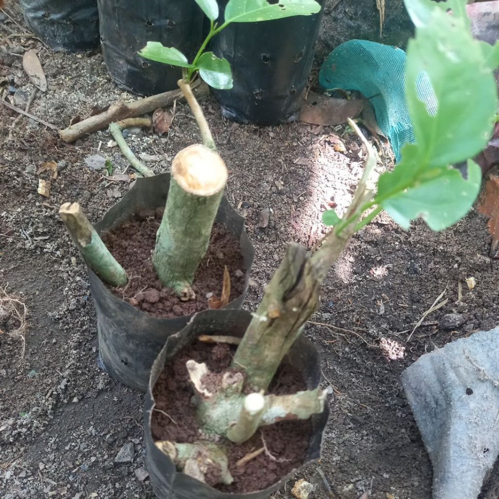 stek batang sancang bakal bonsai