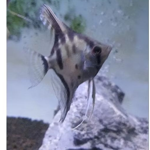ikan manfish