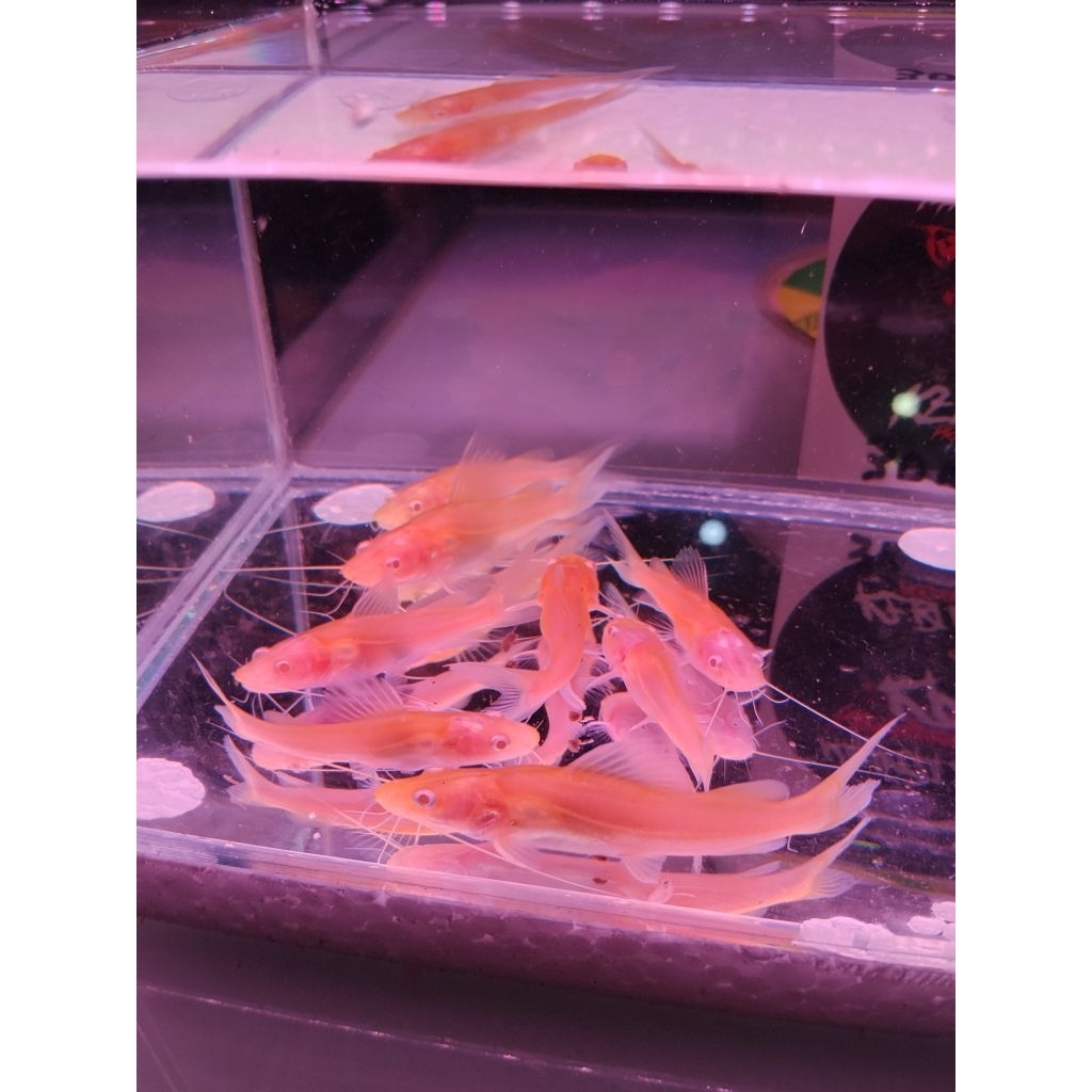 Baung albino