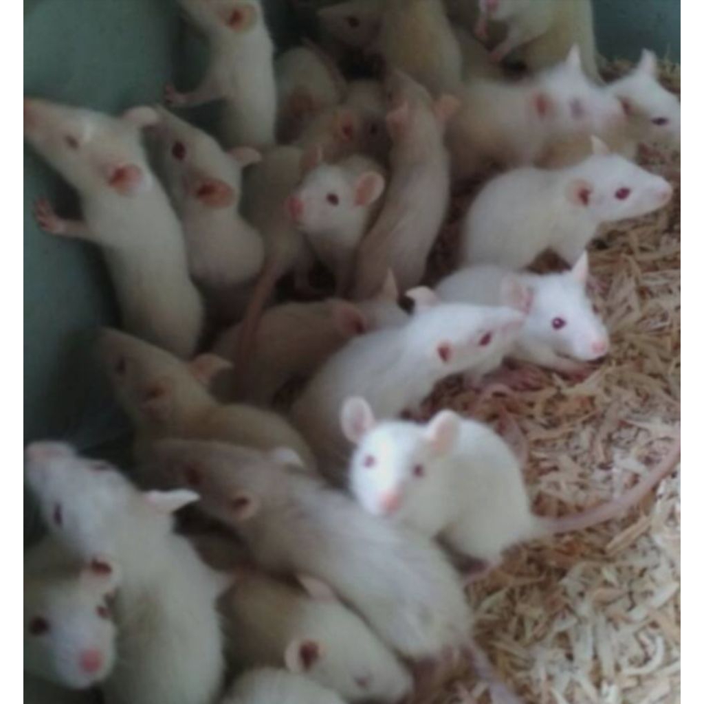 mencit jumper. tikus putih jumper. makanan reptil .makanan predator
