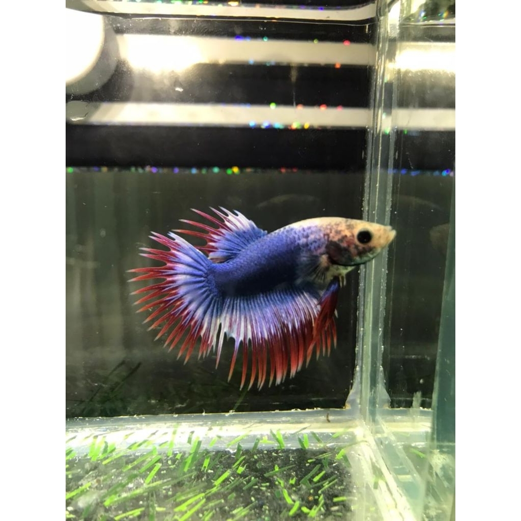 ikan cupang crowntail 2 ekor 15k ikan cupang serit jantan ikan cupang crowntail male ikan cupang pro