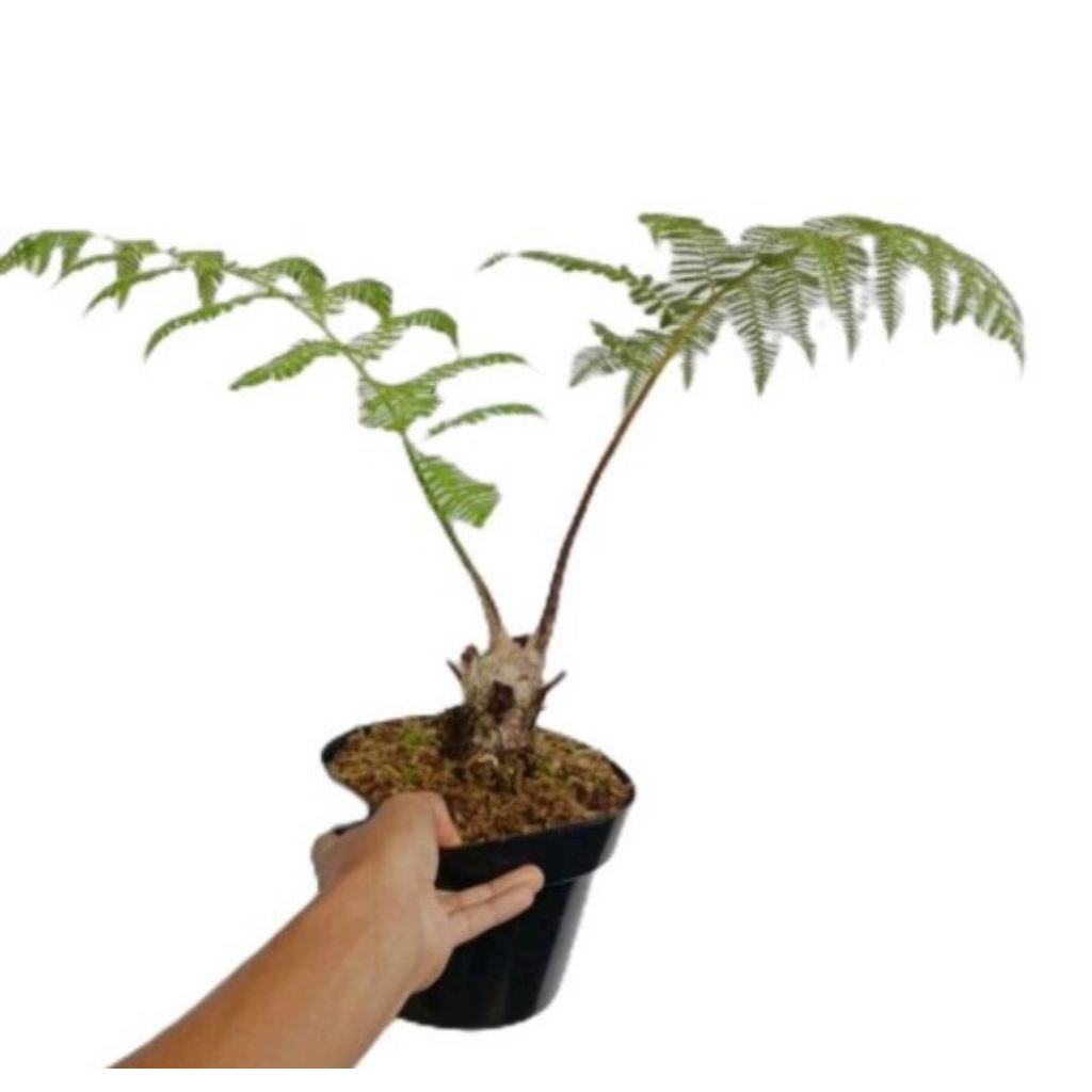 Tanaman Peneduh Pakis Monyet - Tanaman Hias pakis Monyet - Pakis Hutan Alami