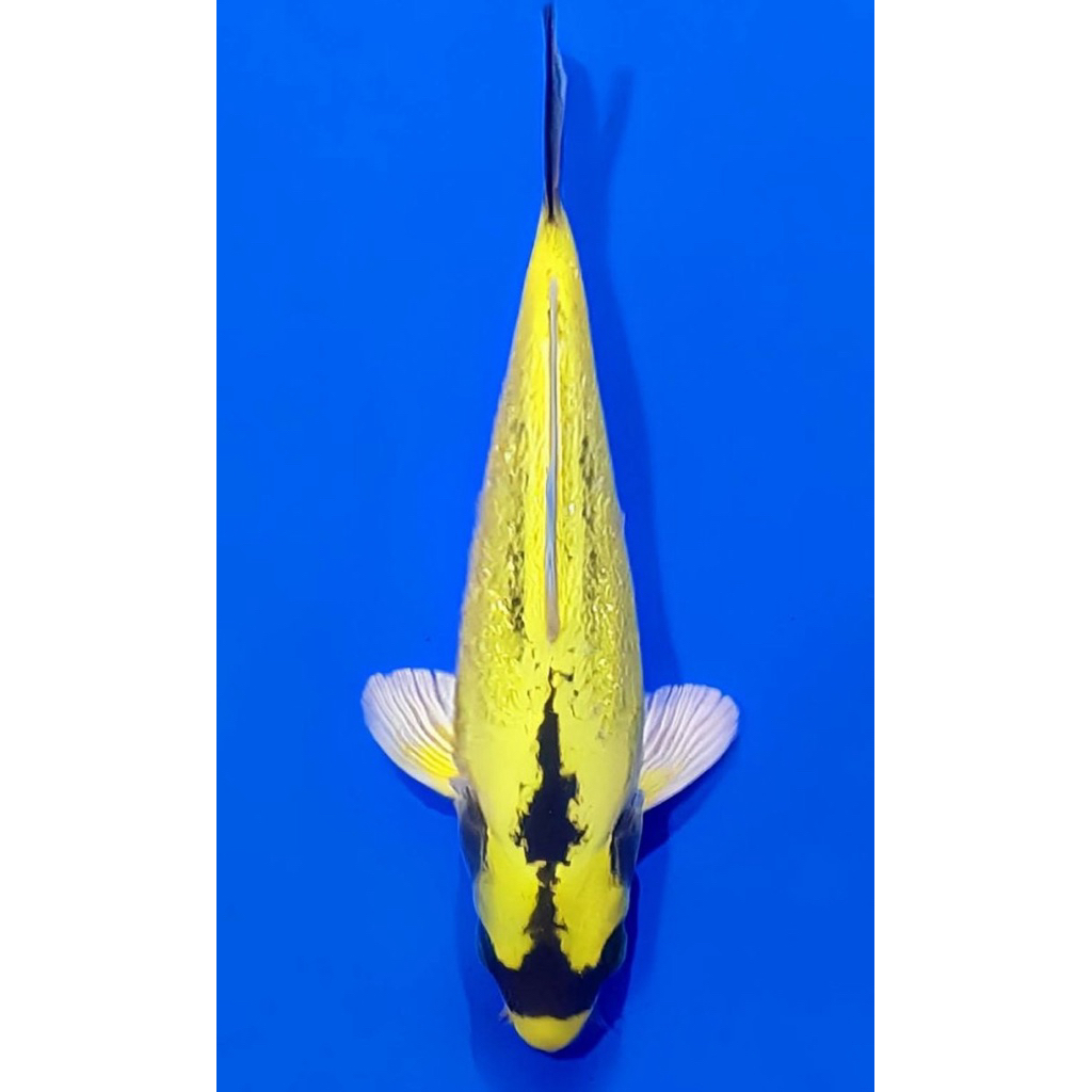 Koi Banana 20cm Berkualitas tinggi