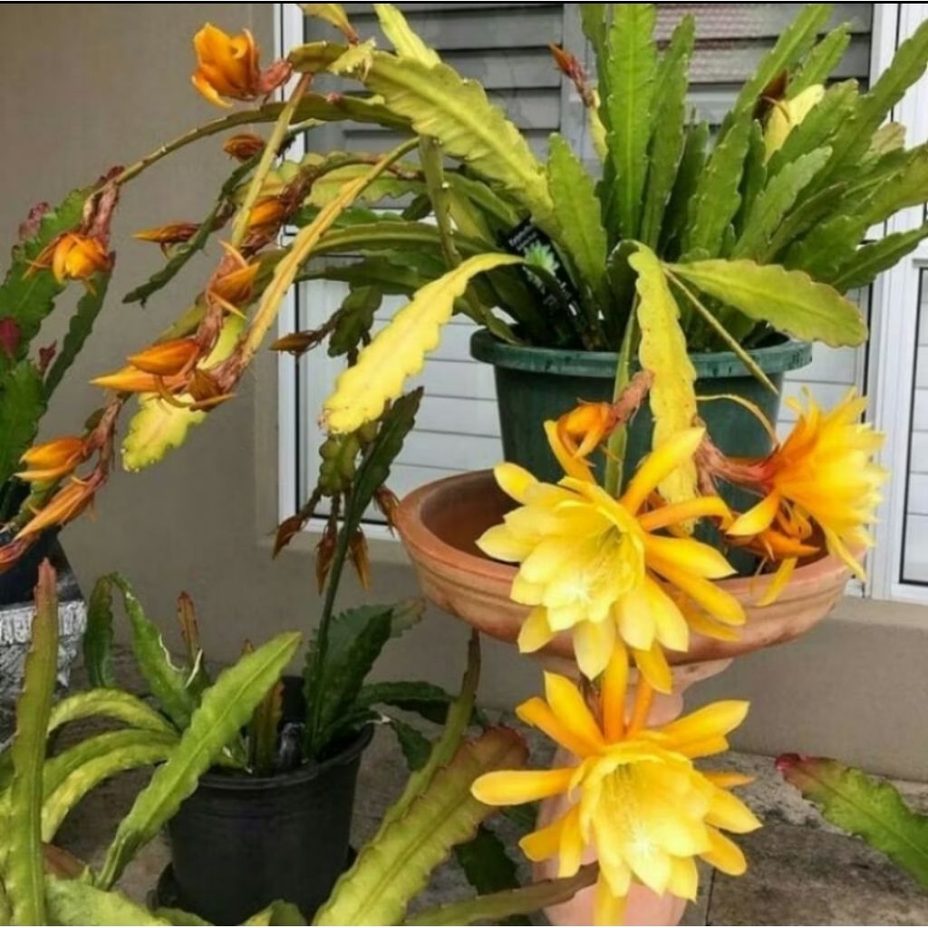 Tanaman hias Wijaya kusuma kuning - Epiphyllum oxypetalumbunga wijaya kusuma