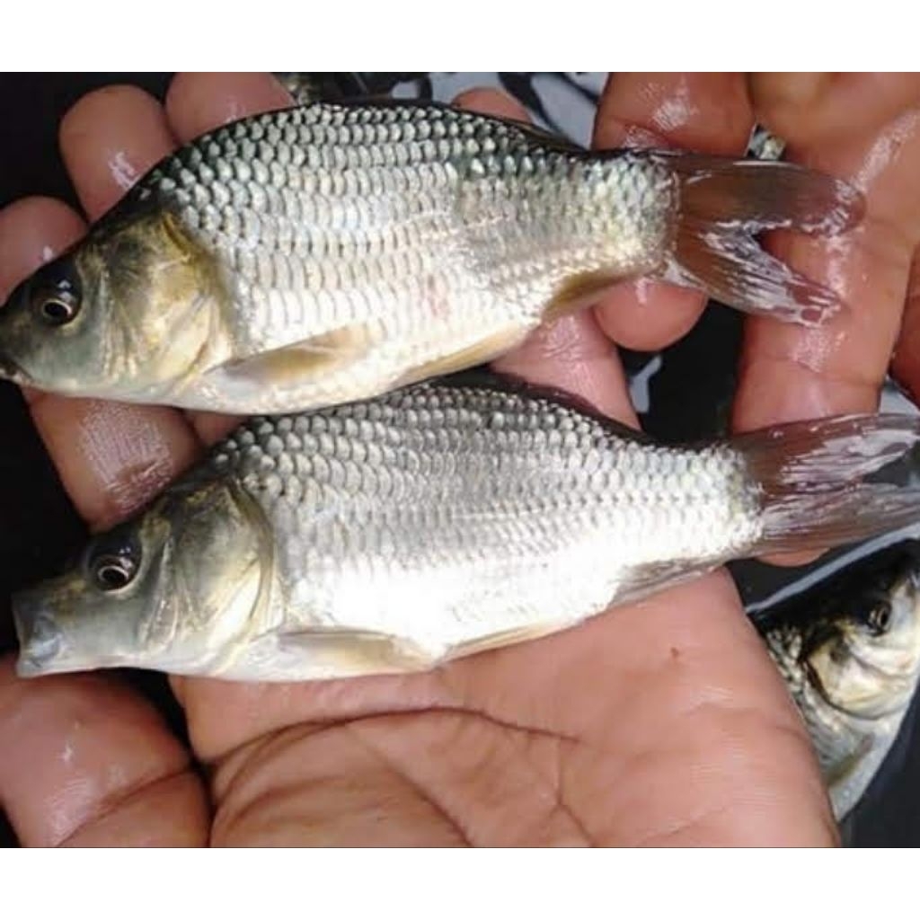 bibit ikan mas konsumsi