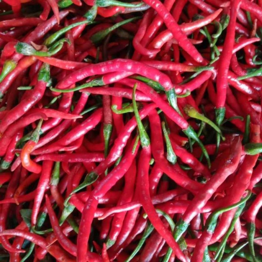 CABAI MERAH KERITING 150++ BIJI BENIH BIBIT CABAI MERAH KERITING LOKAL SIBORAS - BENIH CABAI LOKAL U