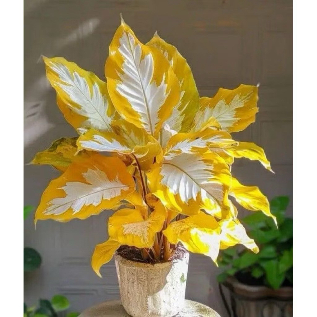 Bibit bonggol umbi caladium Thailand kuning&white keladi thailand cantik