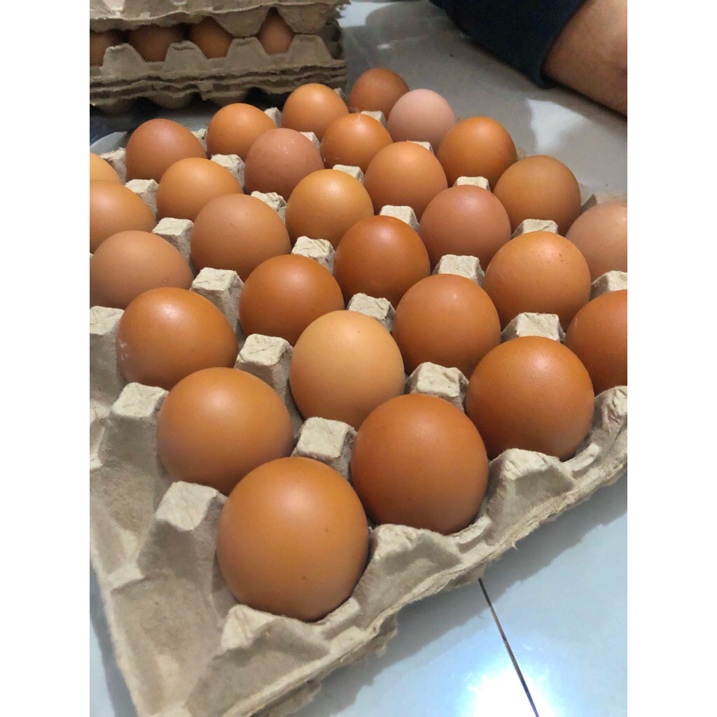 Telur Ayam Fresh 1 rak