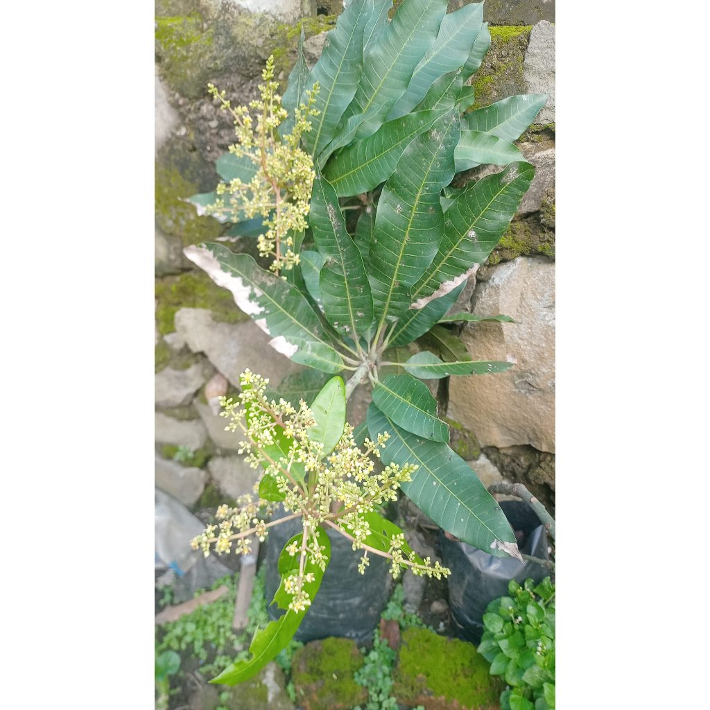 POHON MANGGA MANALAGI ( CANGKOKAN )