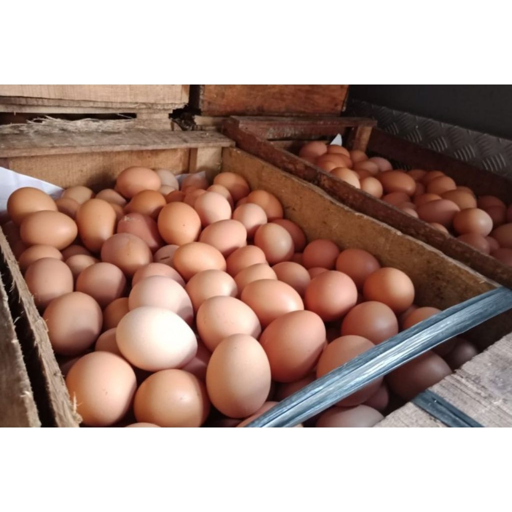 Telur Ayam 1kg Cangkang Coklat