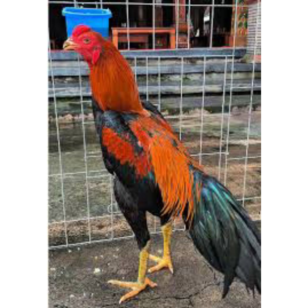 Telur ayam bangkok /ayam petarung untuk ditetaskan