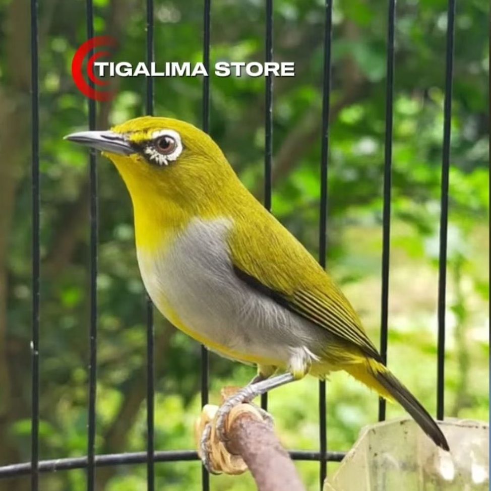 PLECI BUXSTOMI JANTAN PILIHAN