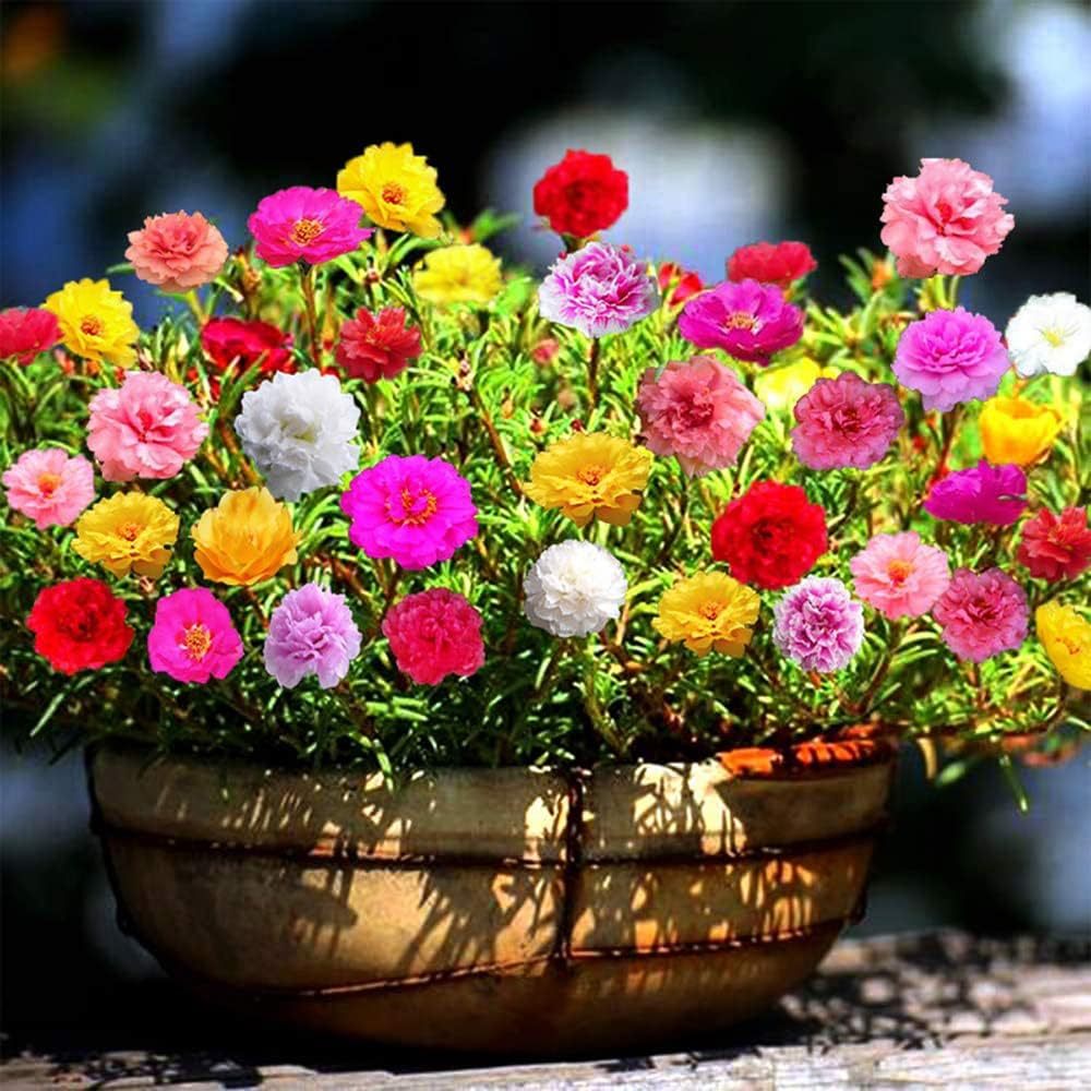 PROMO TANAMAN Bunga Krokot Mossrose Warna Warni Bunga krokot Tumpuk