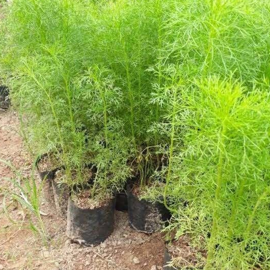 Bibit Tanaman Adas Pulosari