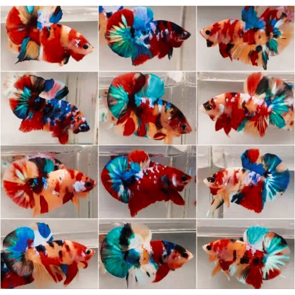 Ikan Cupang Multicolour Koi Dominan Red Plakat