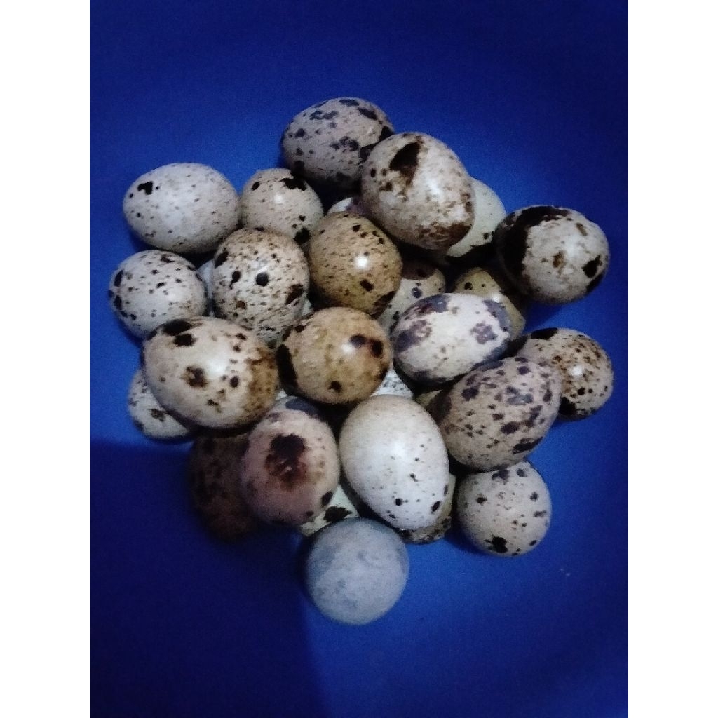 telur puyuh fertil