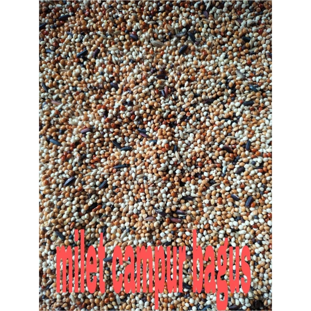 MURAH milet campur ketan hitam 25kg