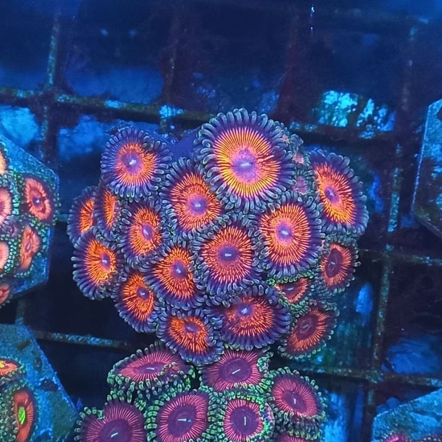 zoa frag 031