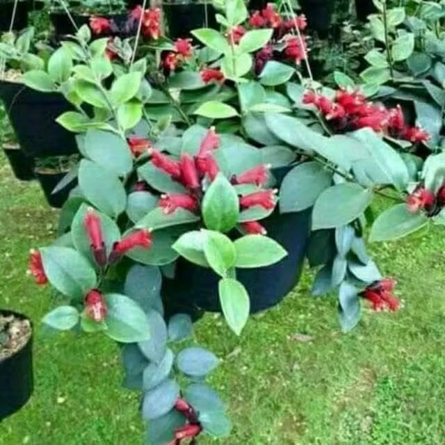Tanaman hias gantung bunga lipstick - tanaman gantung bunga lipstick