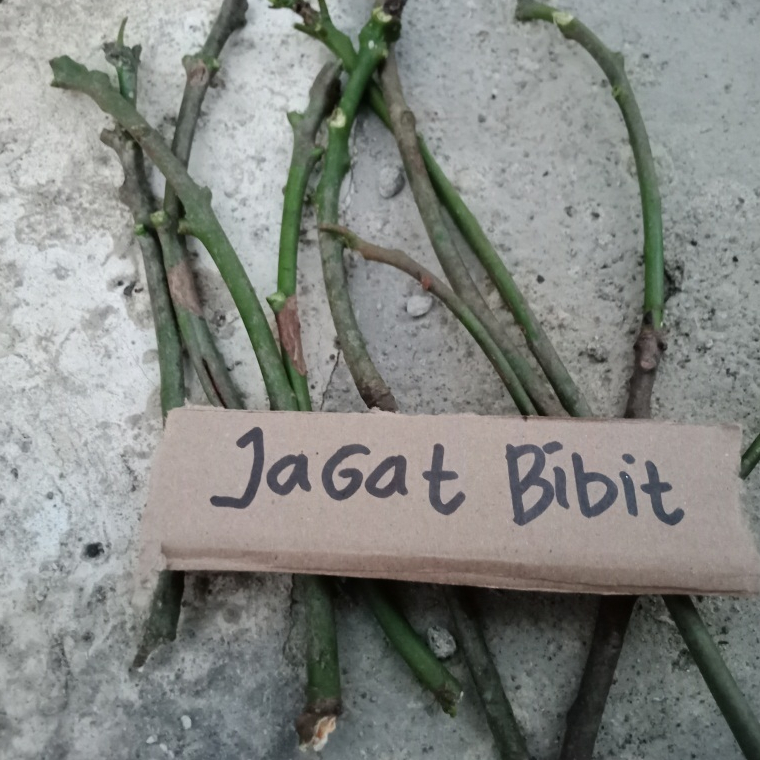 entres mangga yuwen seri 6 - batang segar mangga yuwen 6 - cutting mangga yuwen 6