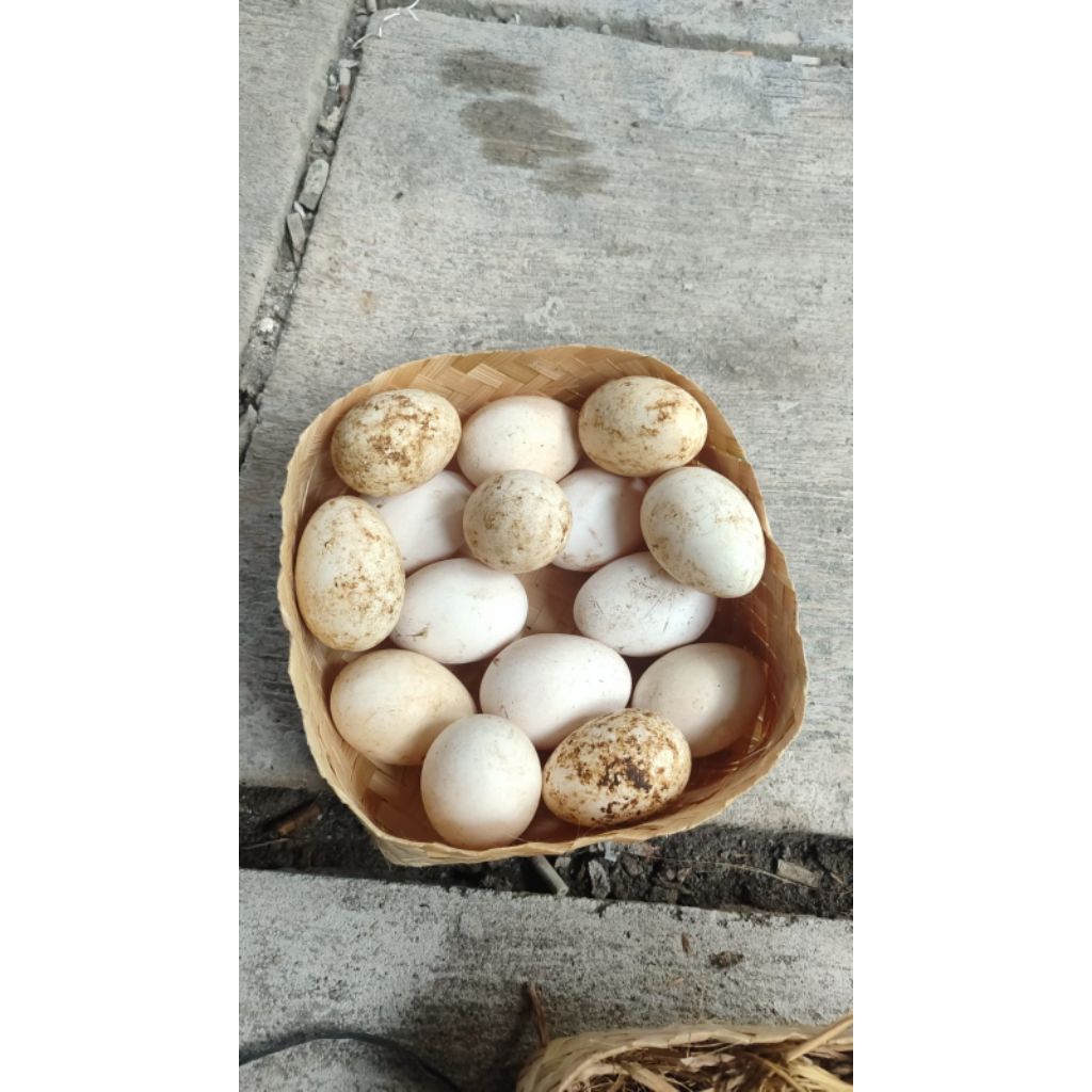 telur angsa gagal netas / telur angsa wurung