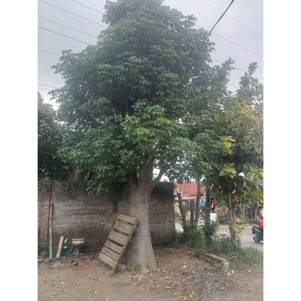 bibit pohon baobab tinggi 1mtr up