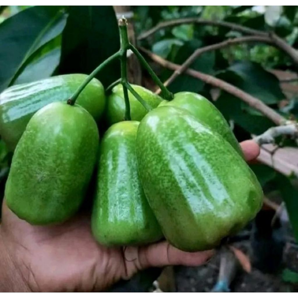 Bibit Buah Jambu Air Hijau Jambu Kiojok