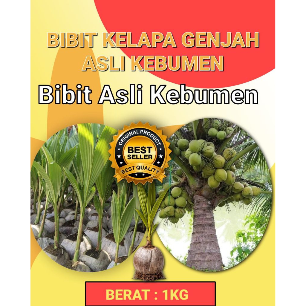 DICARI-CARI  Bibit Kelapa Genjah Hijau, Bibit Kelapa Genjah Kebumen