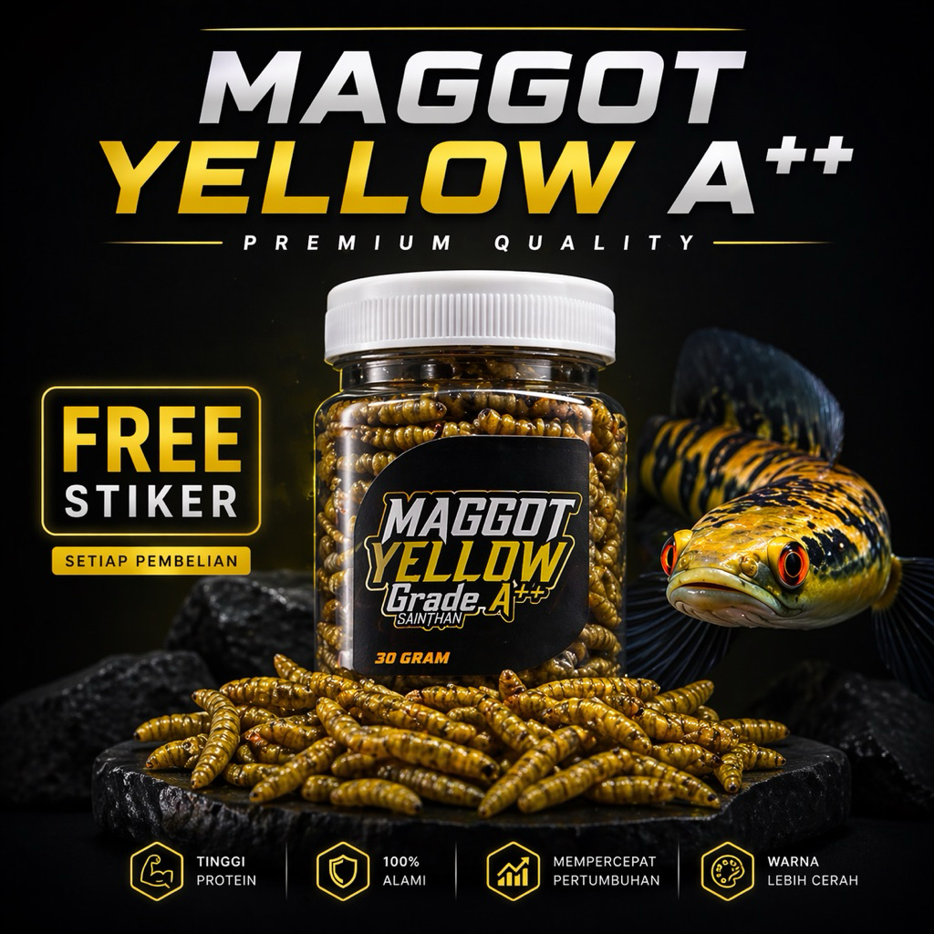 Maggot SaintHan Yellow, Blue, Red, All Colour Grade A untuk Yellos Sentarum, Blue Pulchra, Auranti, 