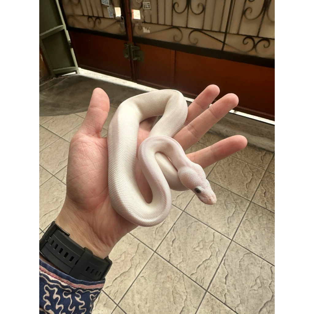 ball python lucy male/female