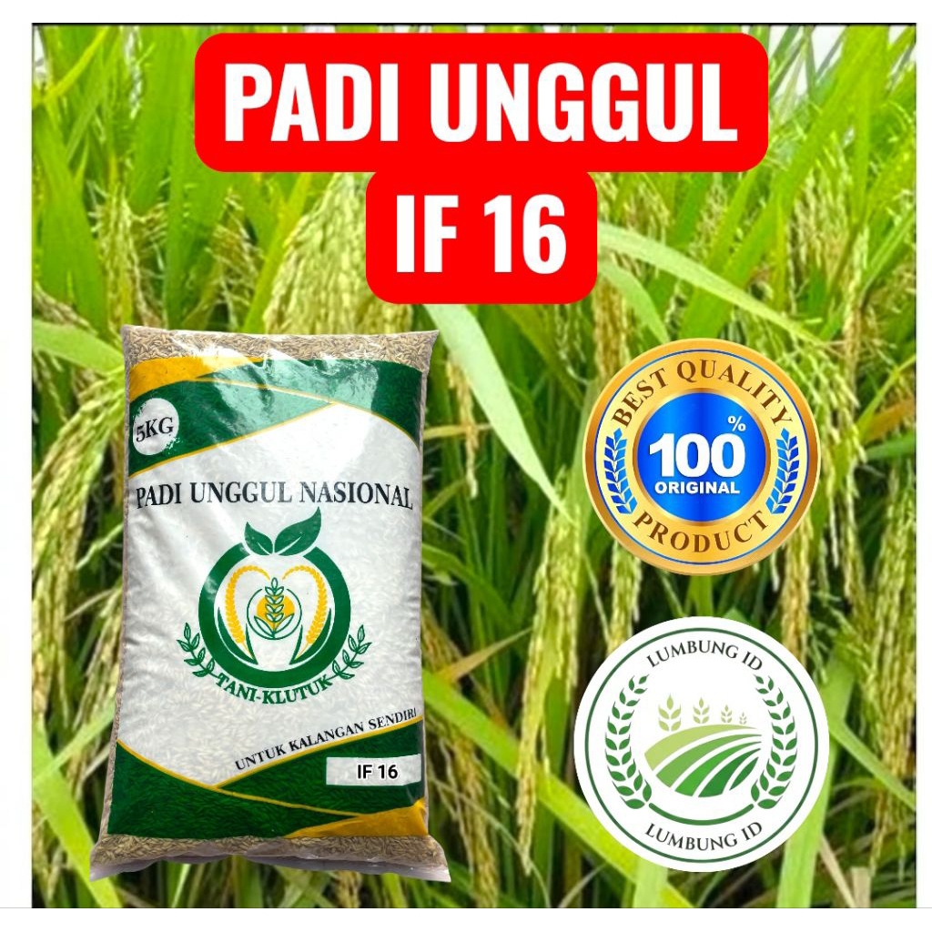 Benih Padi Bibit Padi Unggul Berkualitas IF 16 AB2TI Original Galur Lokal Kemasan 5kg