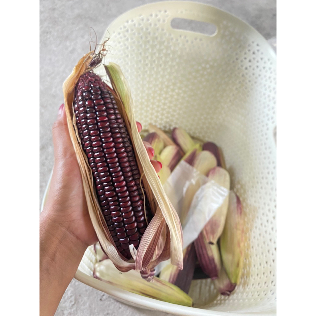 jagung ketan ungu/jagung ungu/jagung untuk diet