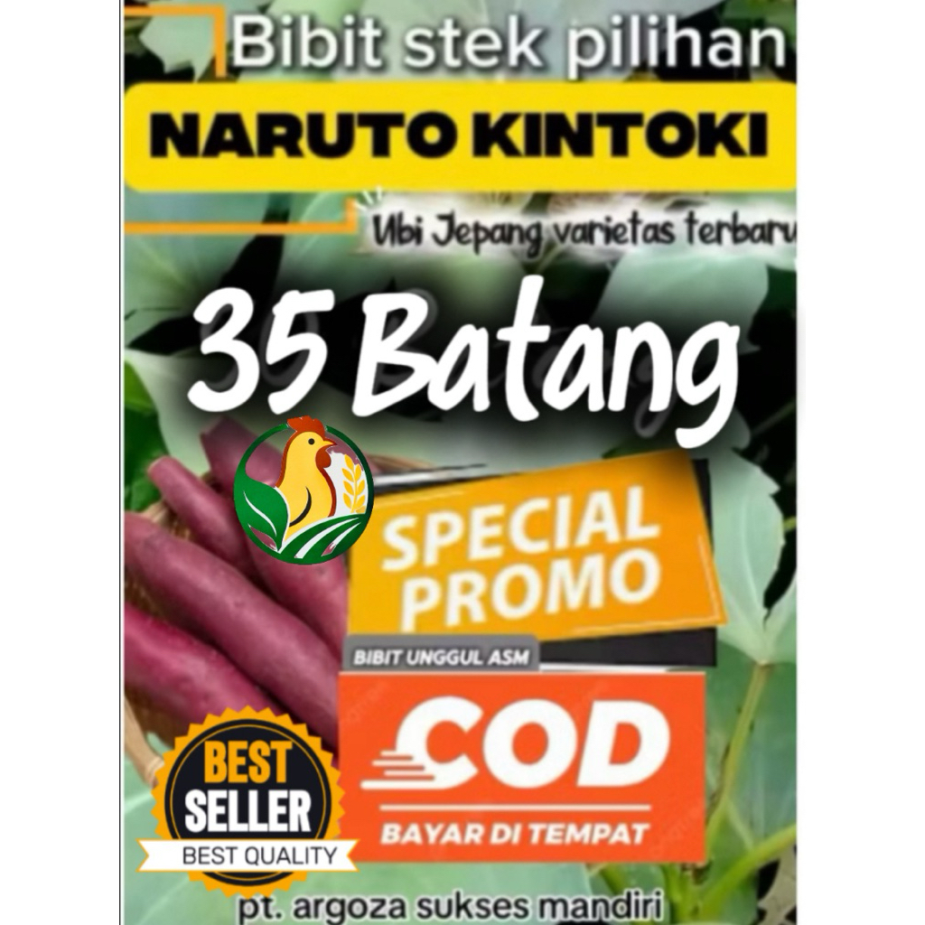 Bibit Ubi NARUTO KINTOKI 35 Batang | Ubi Jepang Viral | Bibit Ubi Jepang Unggul | Bibit pilihan Ubi 