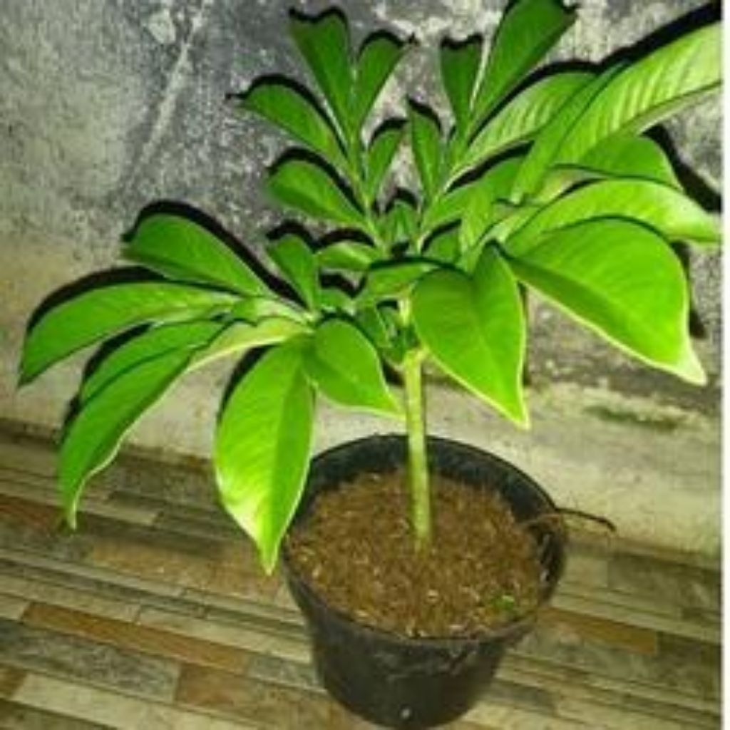 Bibit/Anakan umbi Suweg super