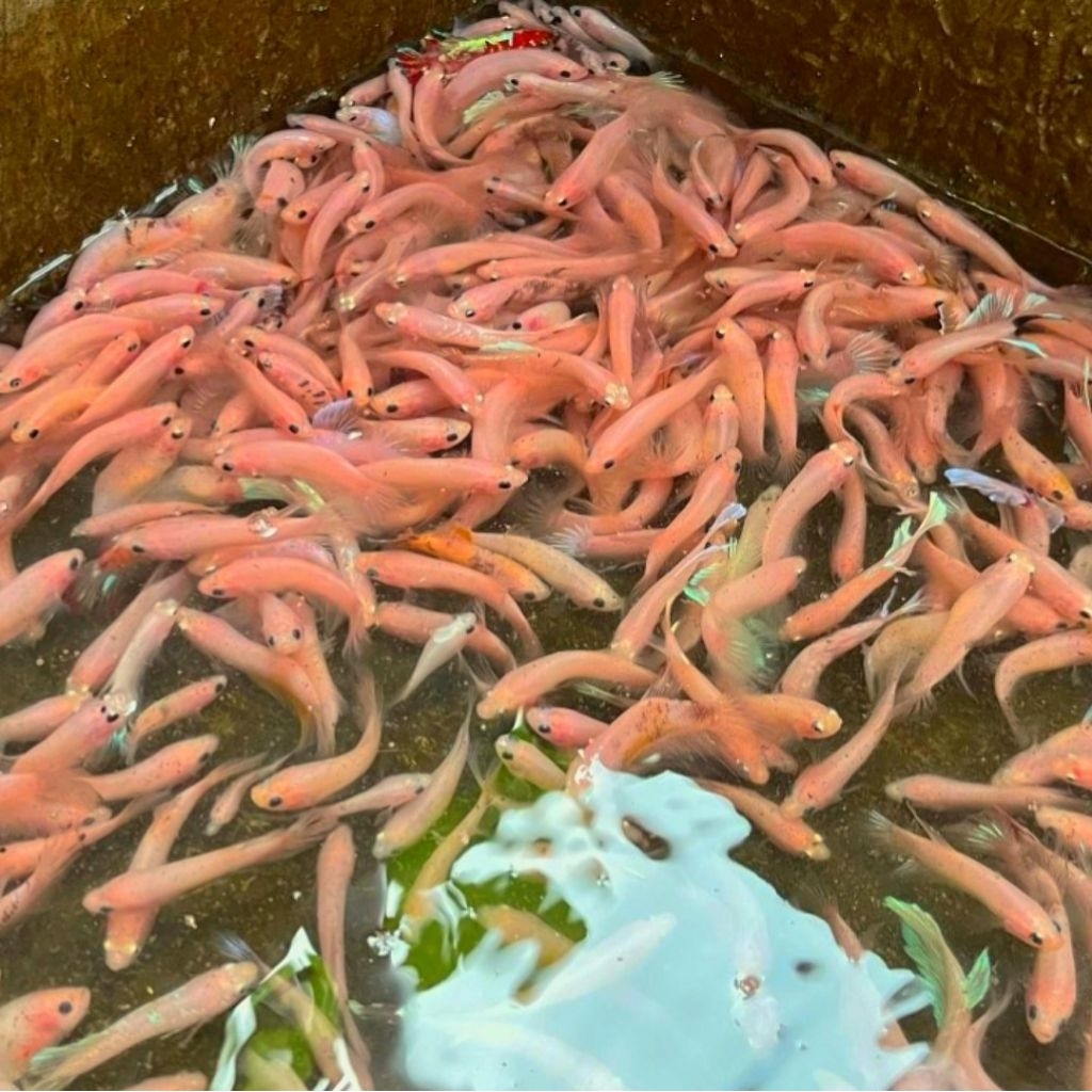 Seribu Rupiah  Cupang Cello Hias Aquarium | Grosir Ikan Cupang