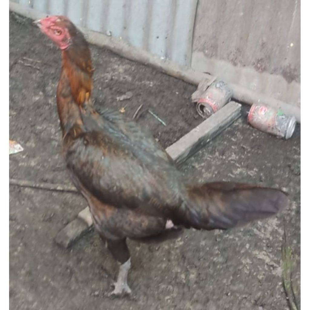 Telur ayam mangon bisa di tetaskan (fertil)