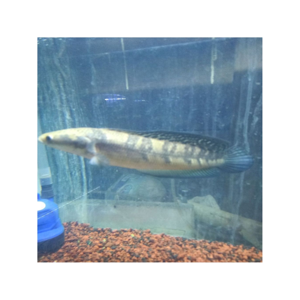 Ikan Hias Channa Maru Yellow Sentarum Ukuran 20-22 cm, Berkualitas Tinggi