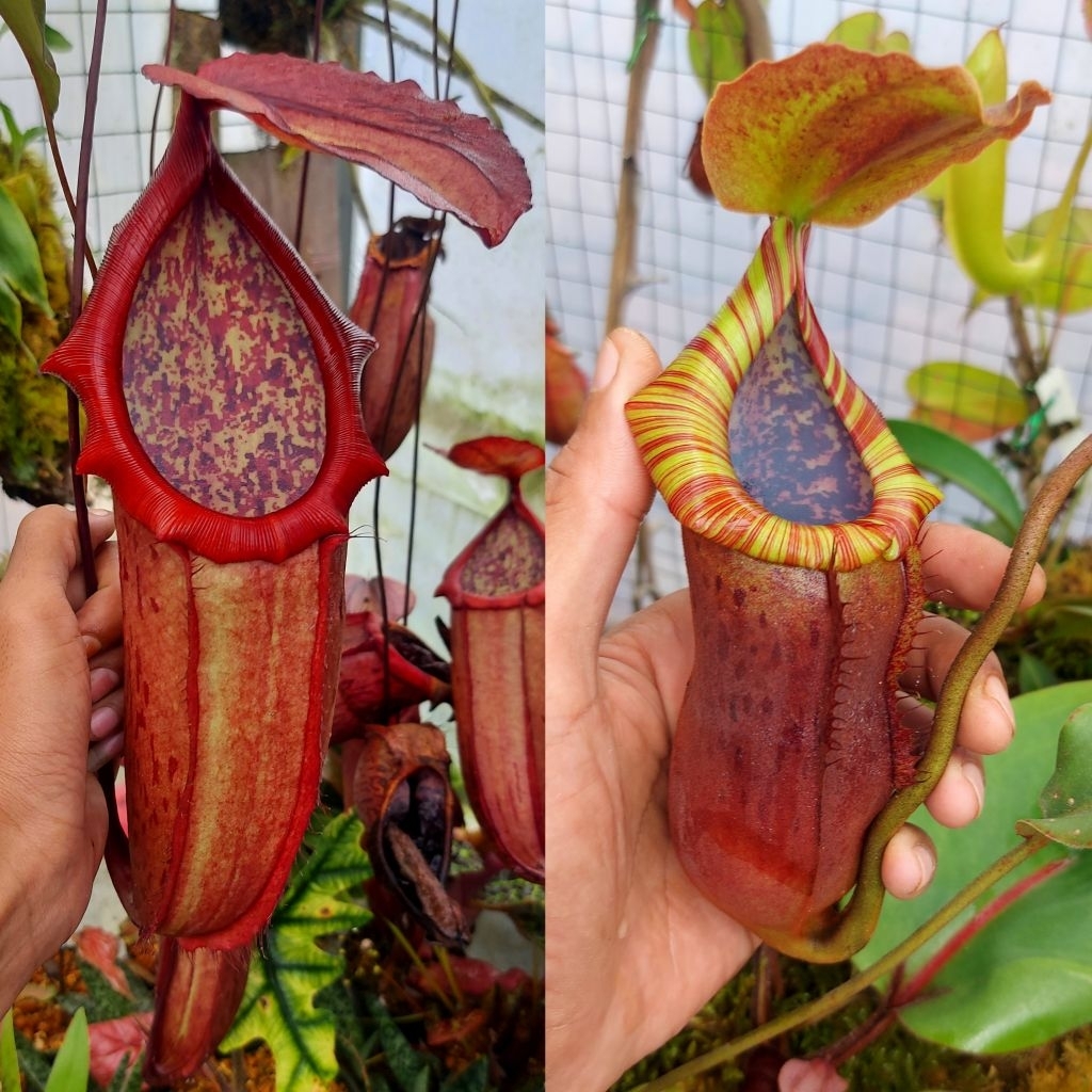 Jual Bibit Nepenthes Hybrid (Kampotiana x Northiana) x (LVBxSUMATRANA)