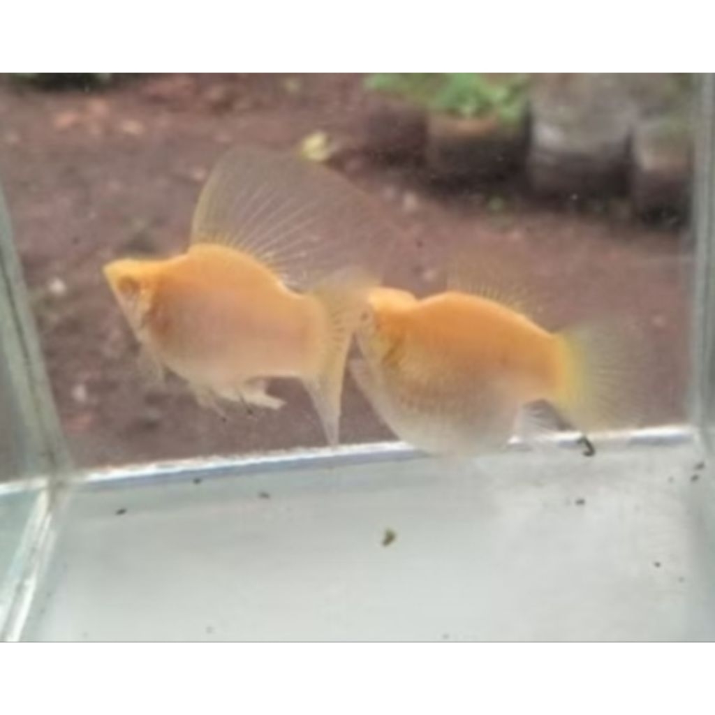 Molly Albino Mata Merah Soft Gold