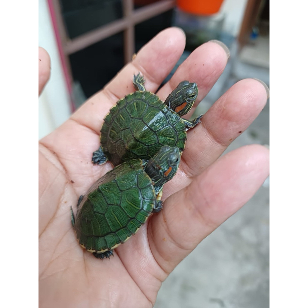 Kura kura Brazil hiasan aquarium