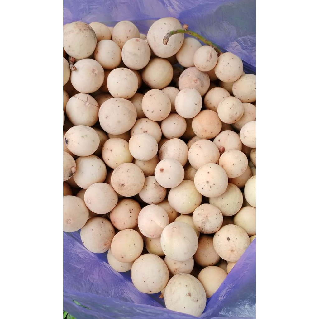 Buah Duku Langsat Duku