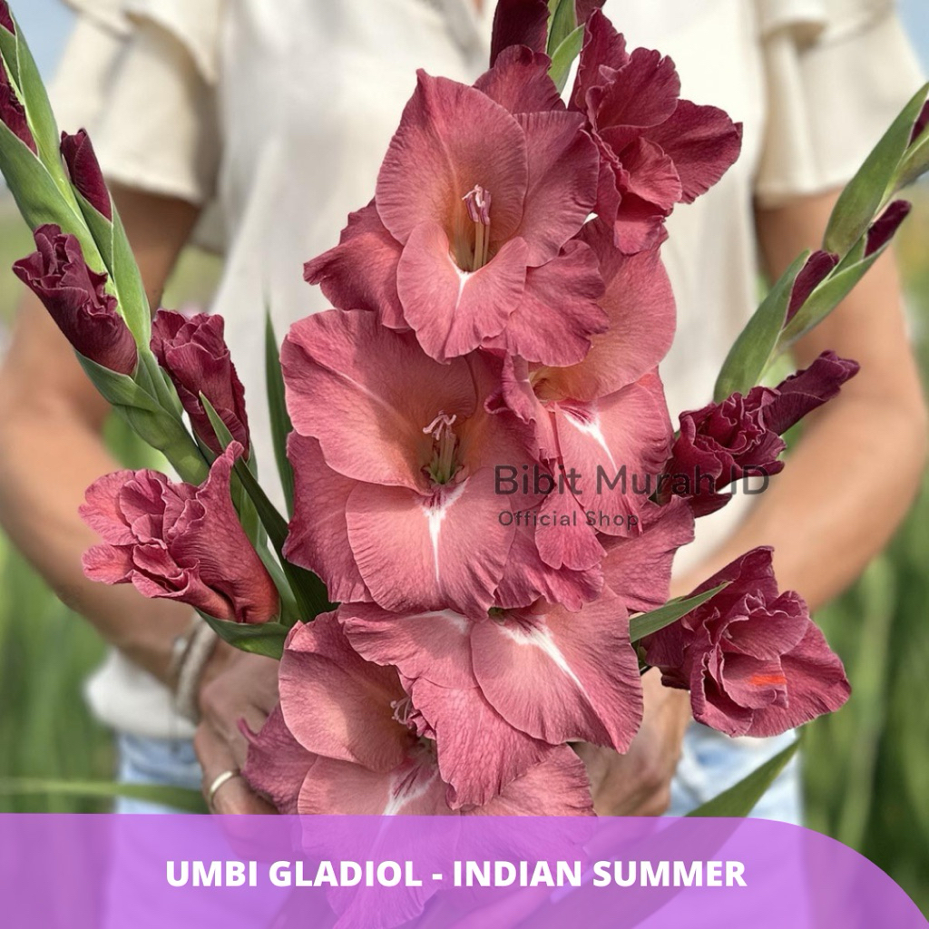 Exclusive | Umbi Gladiol Indian Summer - Umbi Bunga Gladiol Import dari Belanda