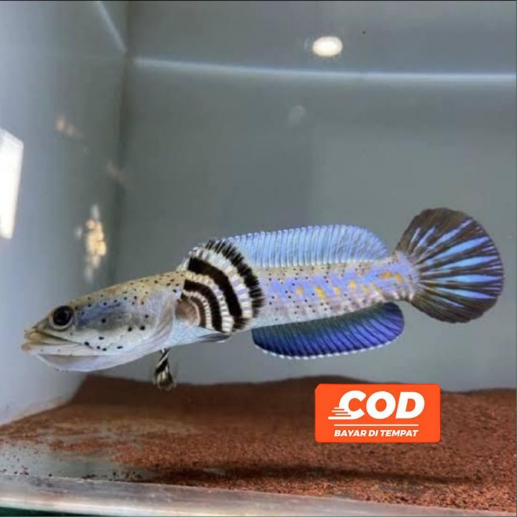 Ikan Channa Pulchra Berkualitas Grade A++ Ikan Predator Hiasan Akuarium Full Dot