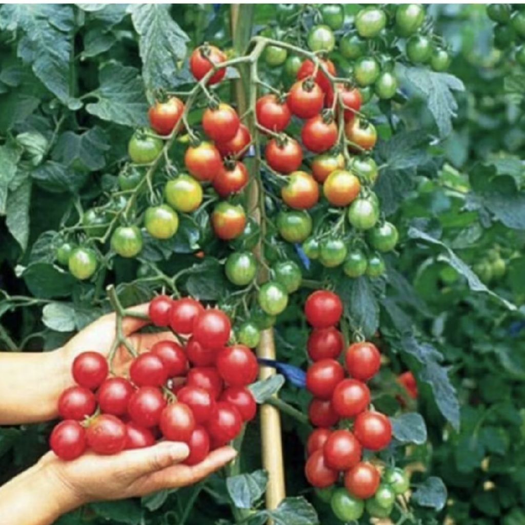 Pohon Tomat Cherry/ Tanaman Tomat/ Bibit Tanaman Tomat Ceri/ Tomat Cherry