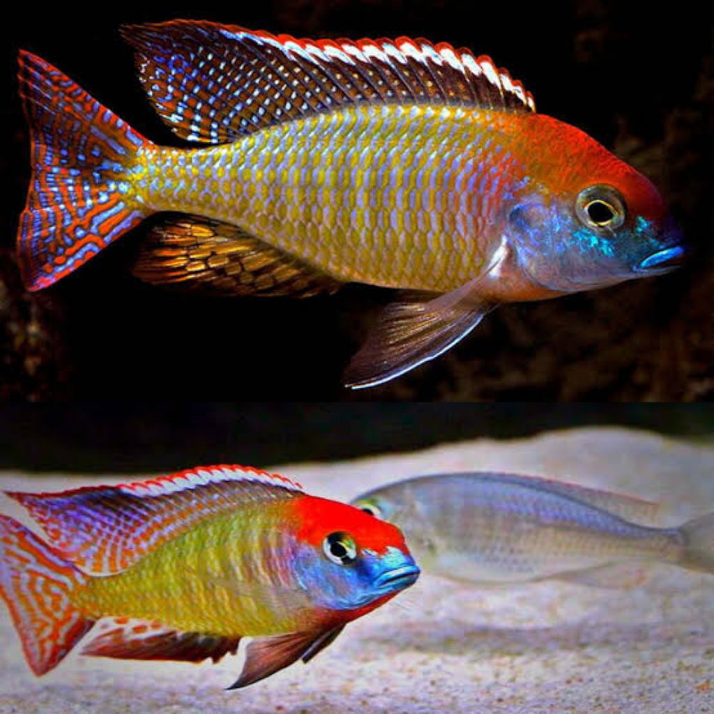 redcap itungi cichlid afrika