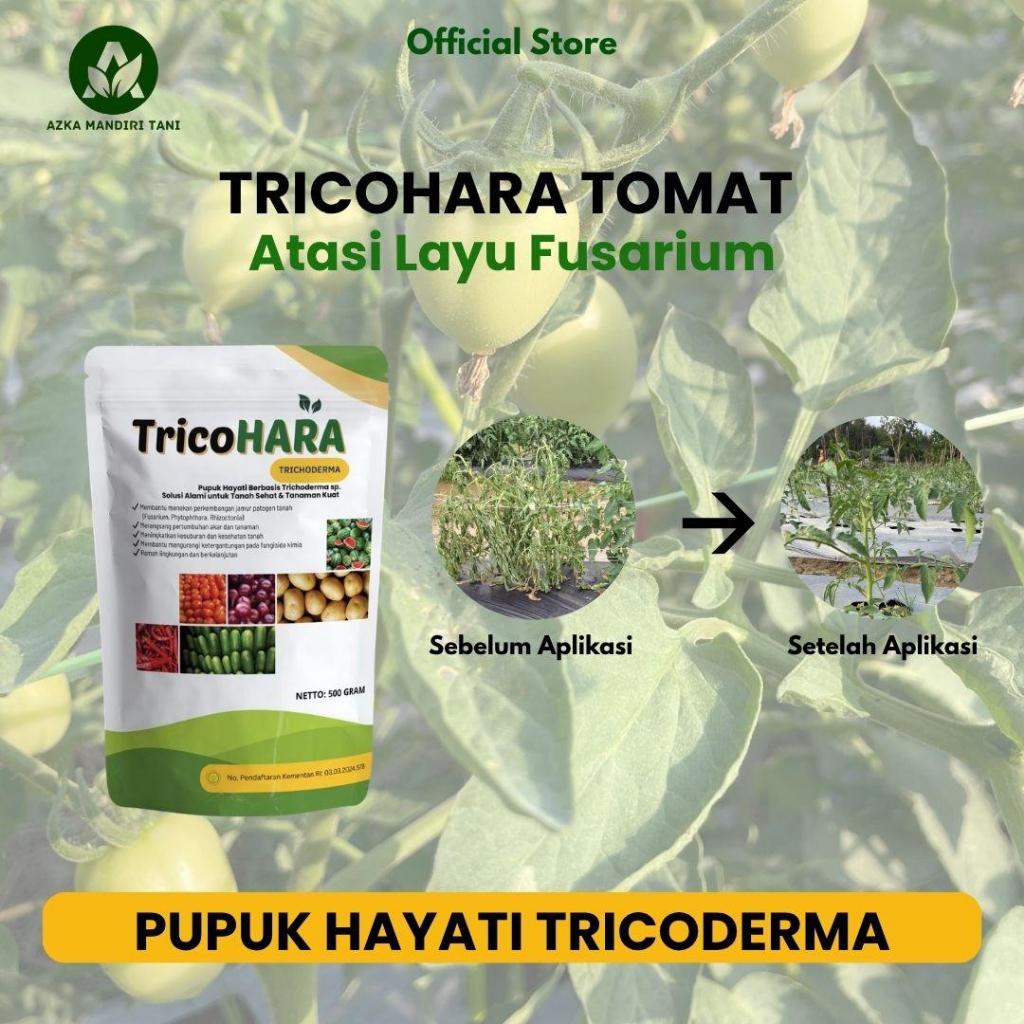 TRICOHARA TOMAT FUNGISIDA HAYATI TRICHODERMA ATASI LAYU FUSARIUM TANAMAN TOMAT